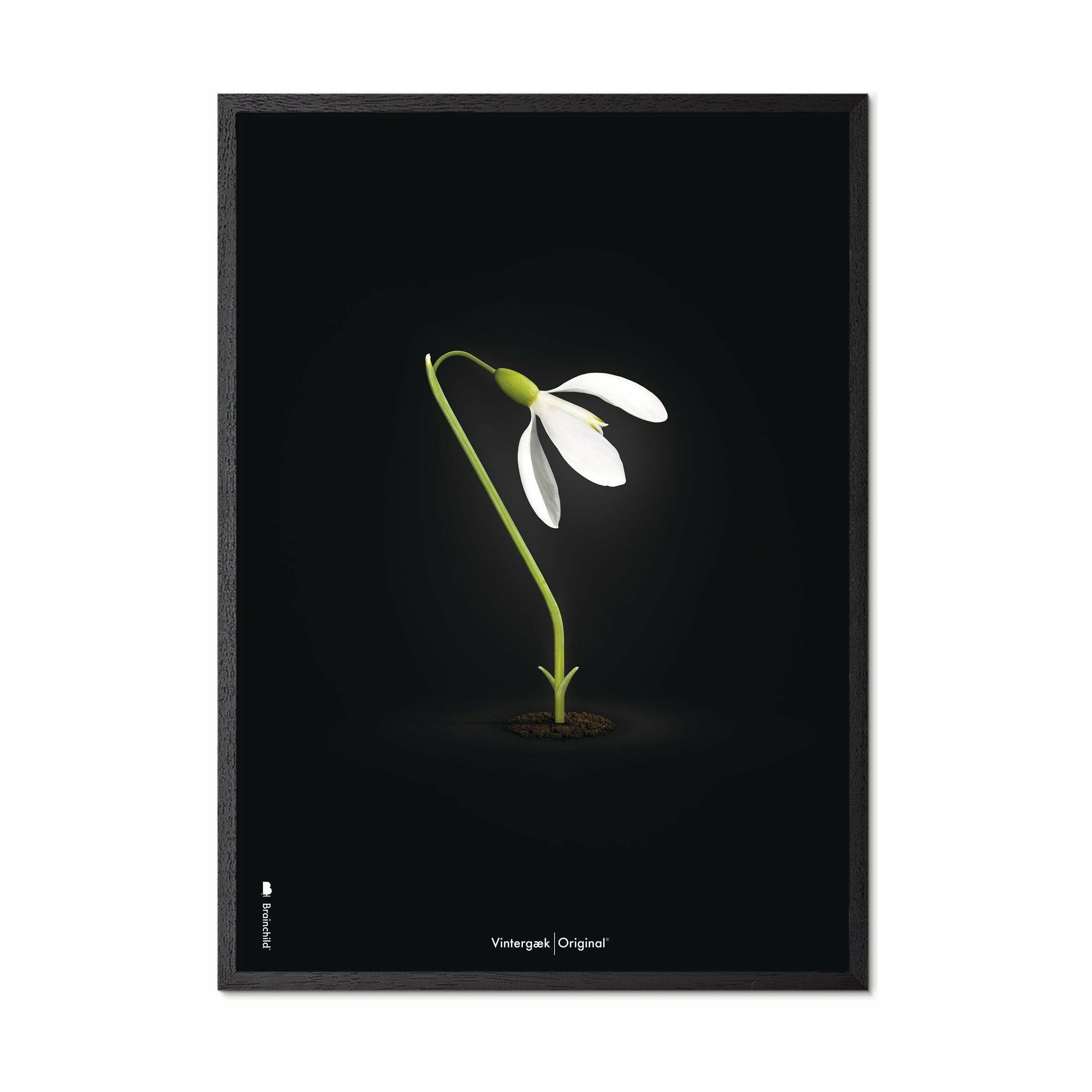 Brainchild Snowdrop Classic Poster, Frame In Black Lacquered Wood 30x40 Cm, Black Background
